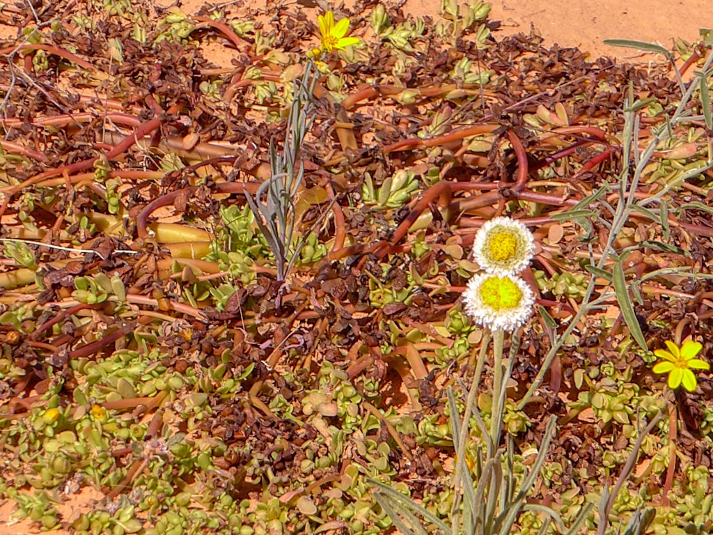 Pig weed , poached eggs and annual yellowtop