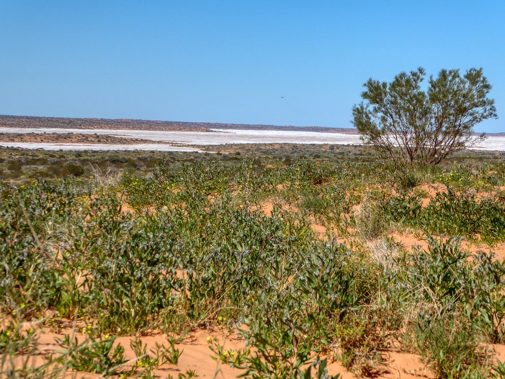 Dune top to saltlake