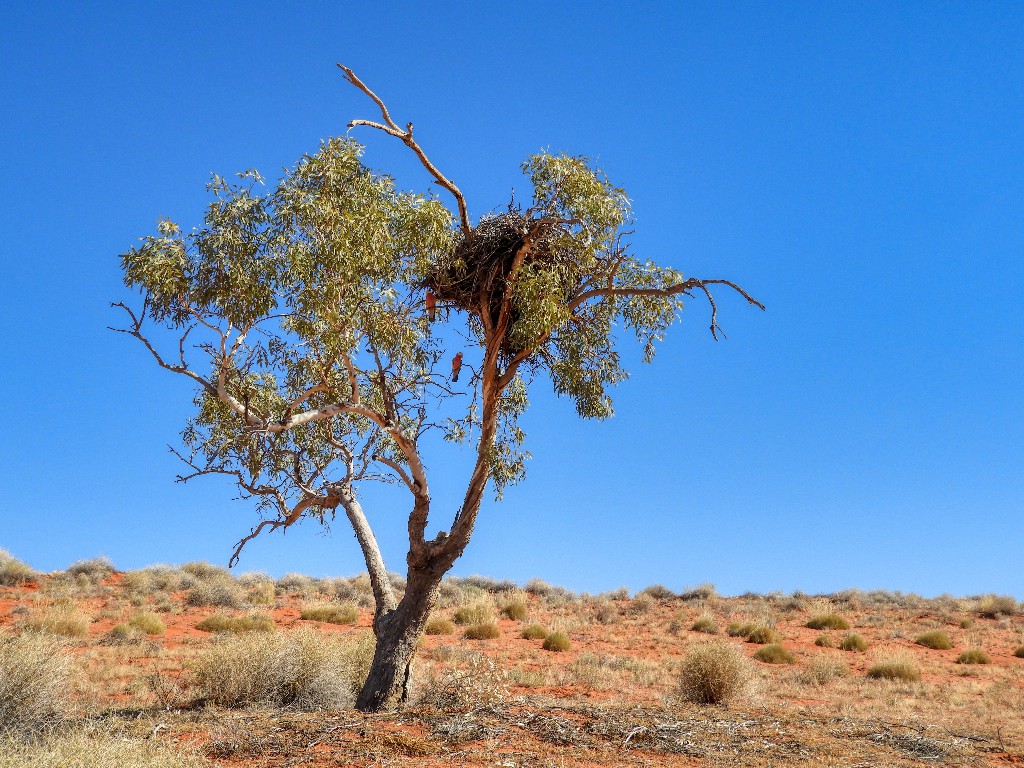 Eagle nest (with guardian galahs)