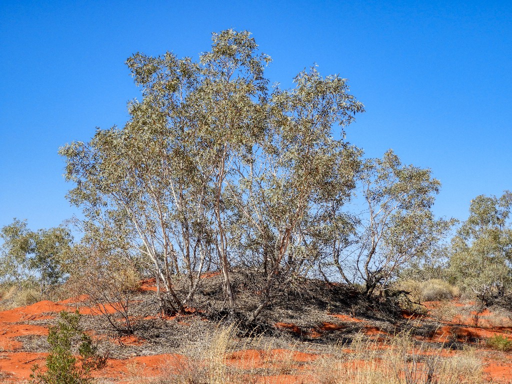 Mallee holding dune