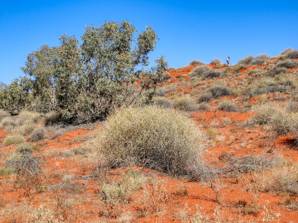 Dune with triodia and mallee