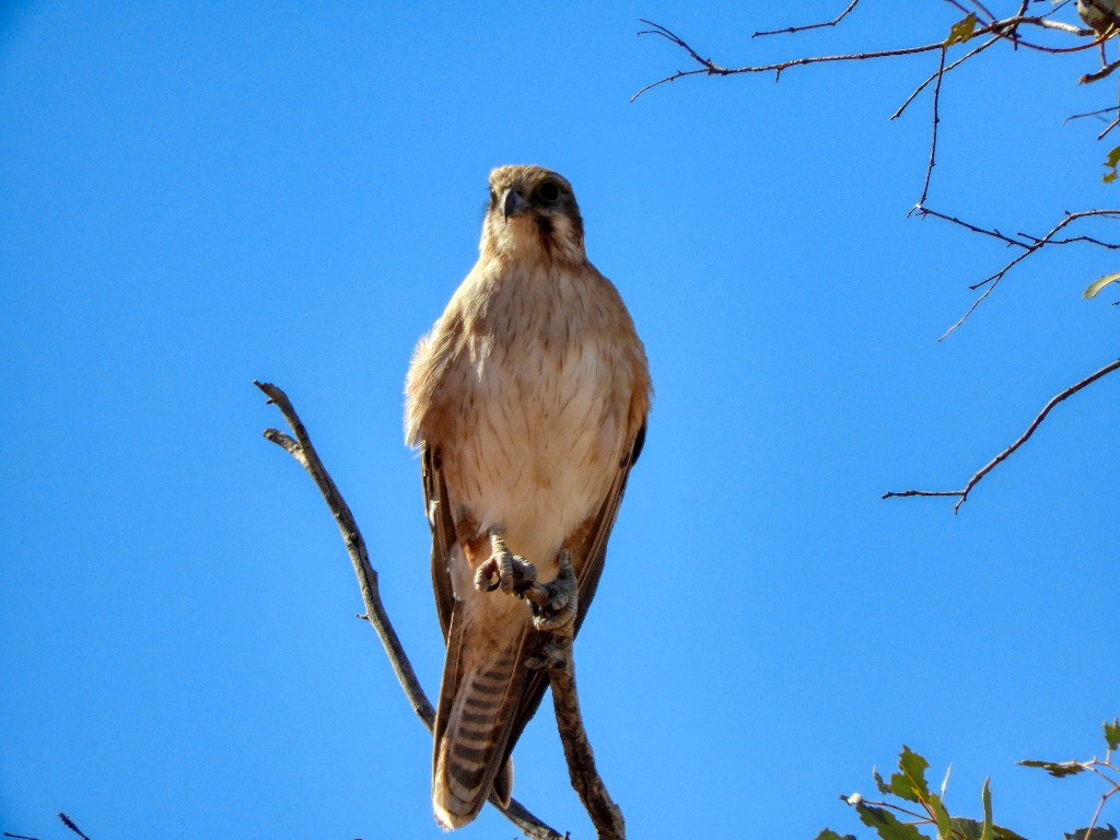 Brown falcon