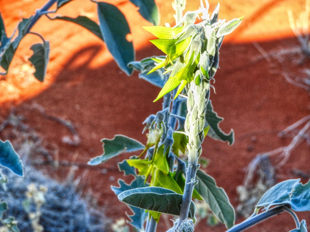 Regal Bird Flower Crotalaria cunninghamii