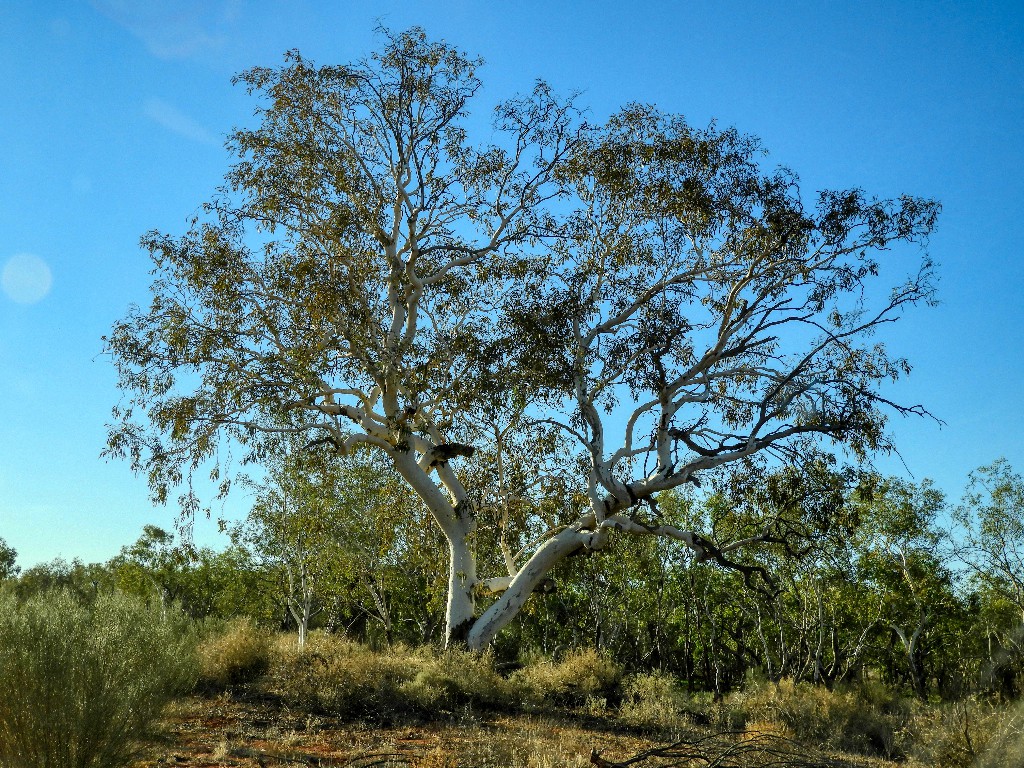 At last a tree