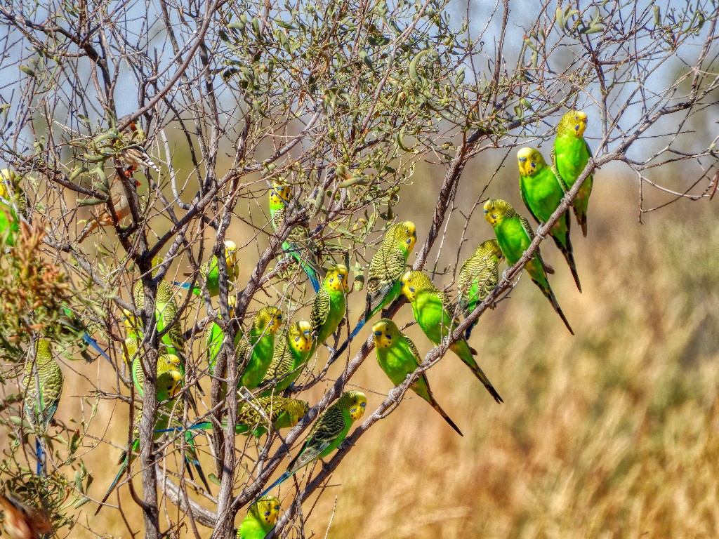 Budgies