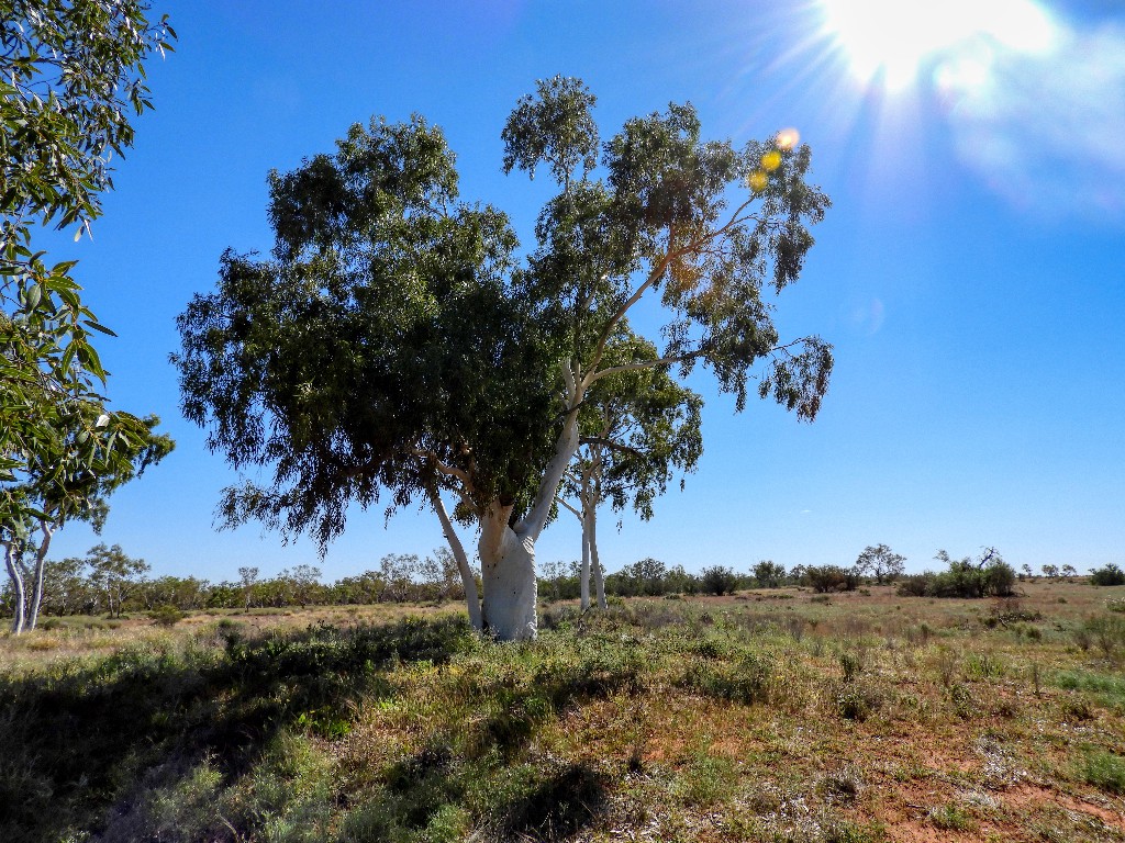 Ghost gum