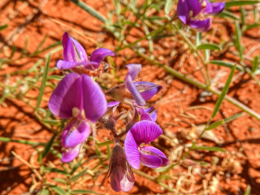 Hairy Darling Pea