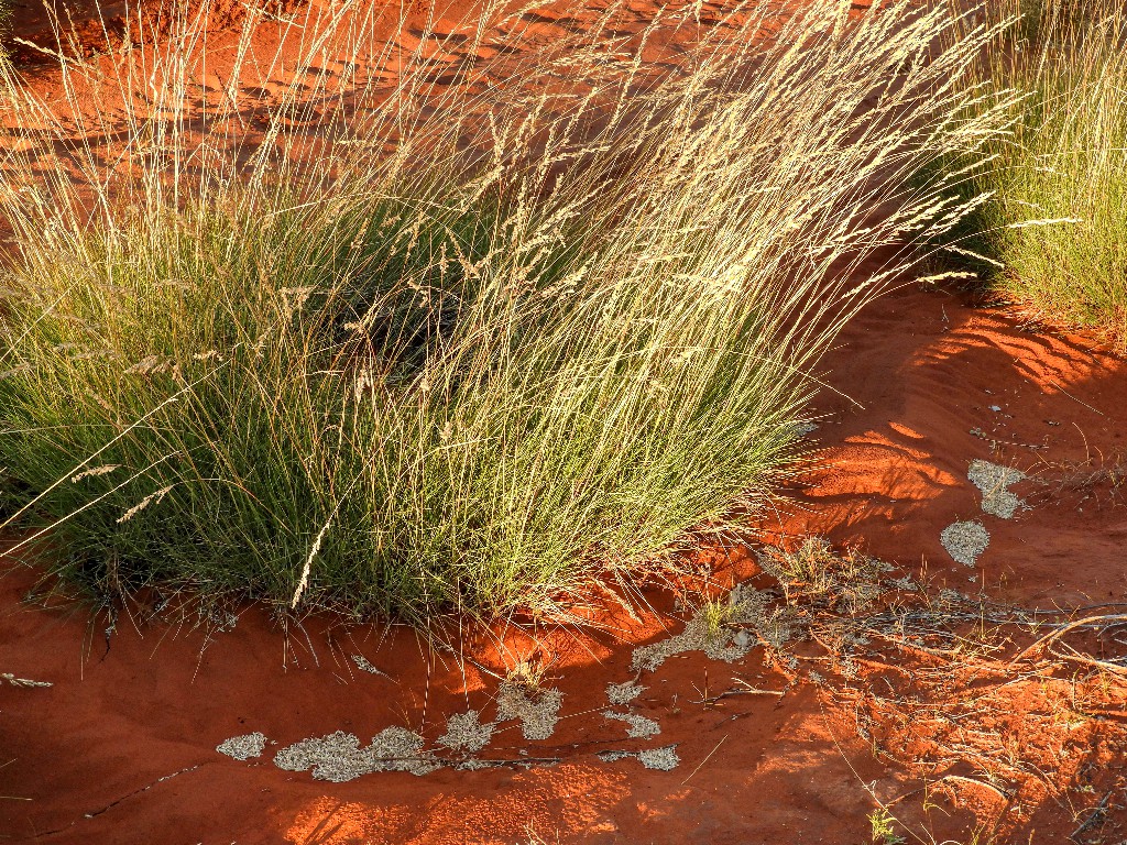 Spinifex in flower