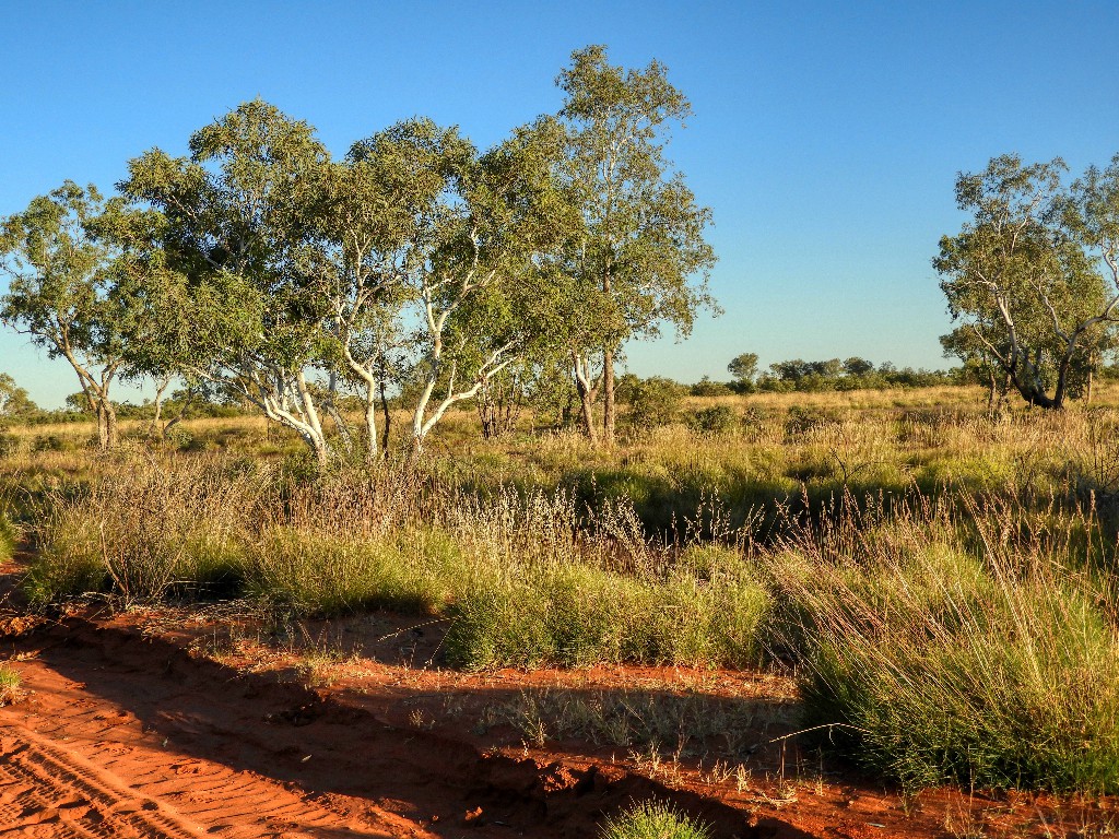 Mallee eucalypy with Triodia understory