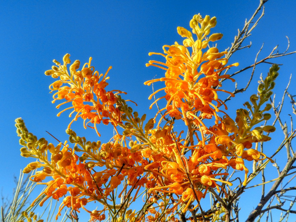 Grevillea juncifolia