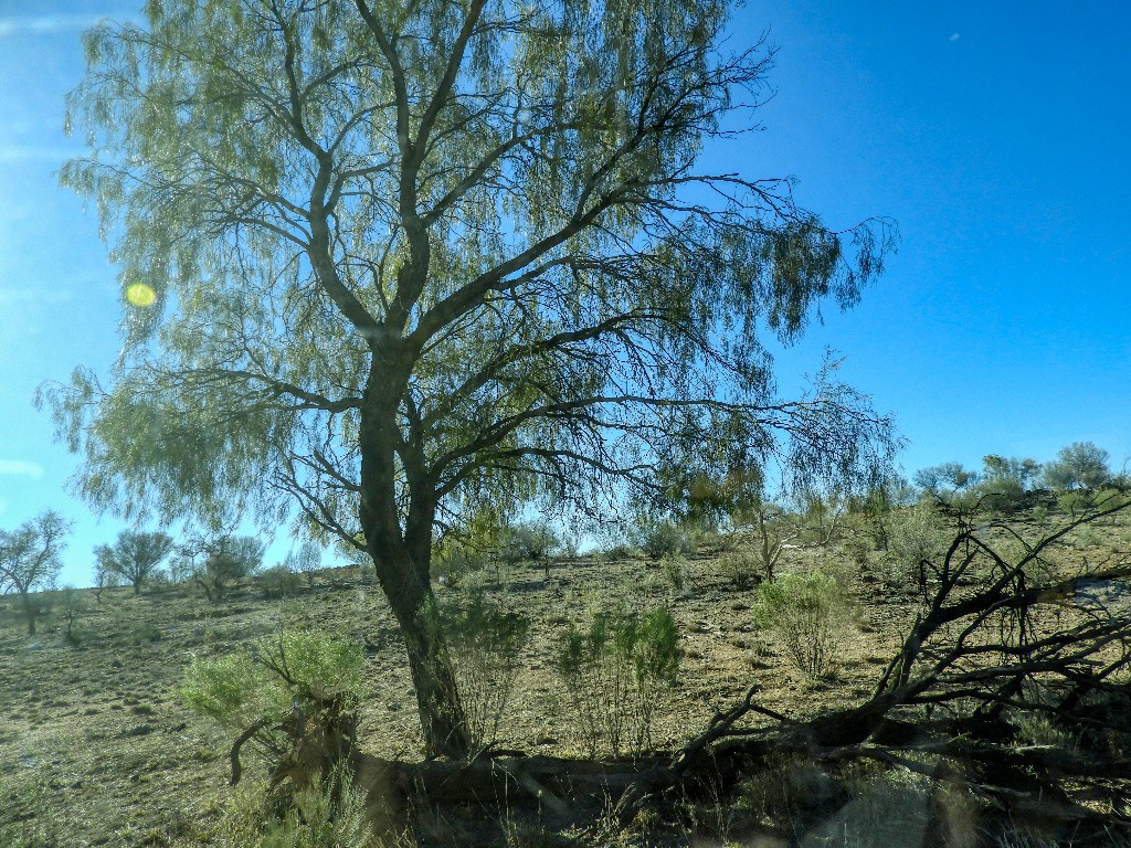 Acacia estrophiolata