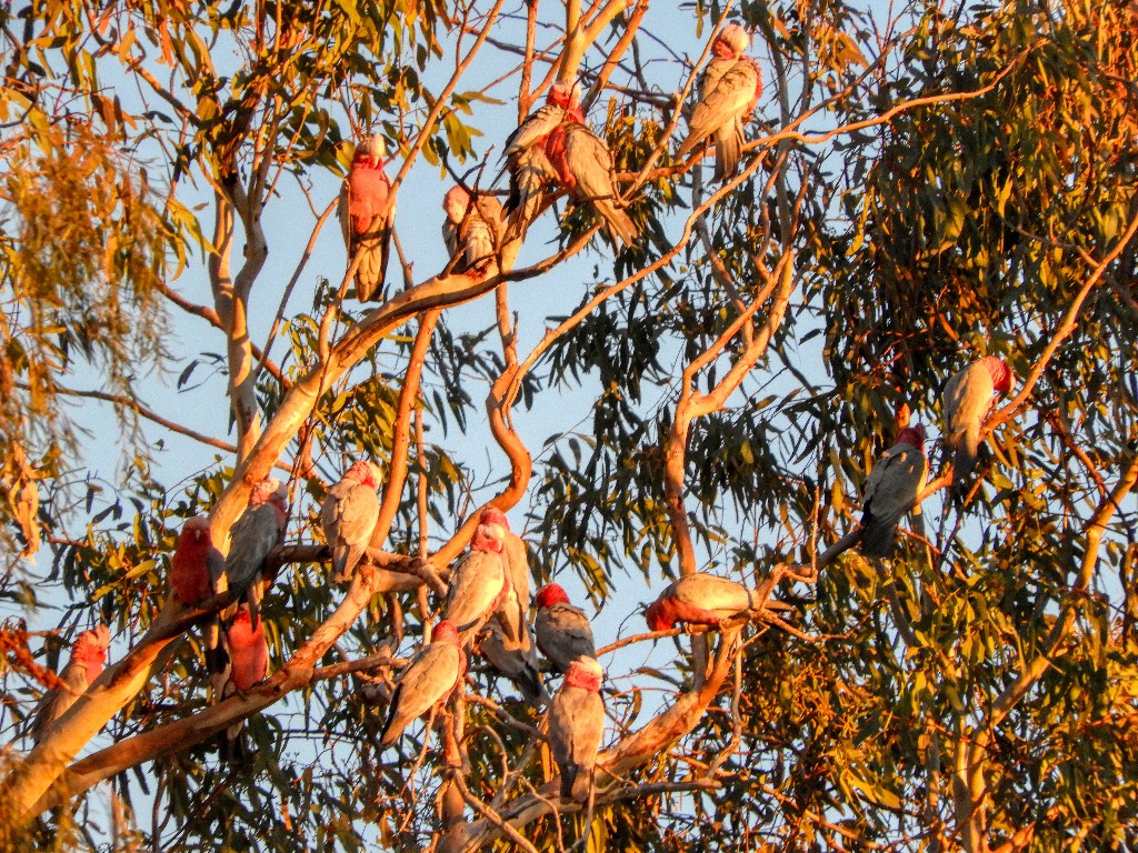 Galahs