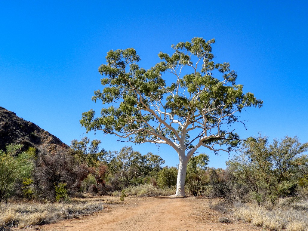 Ghost Gum