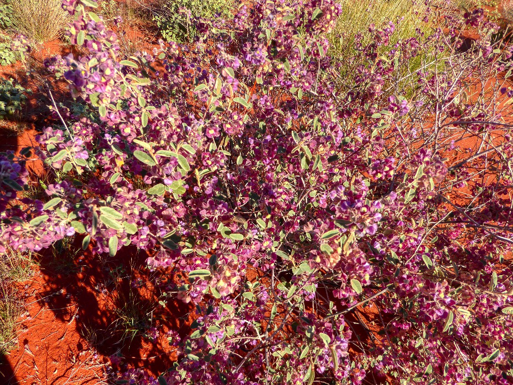 Plant with purple flowers